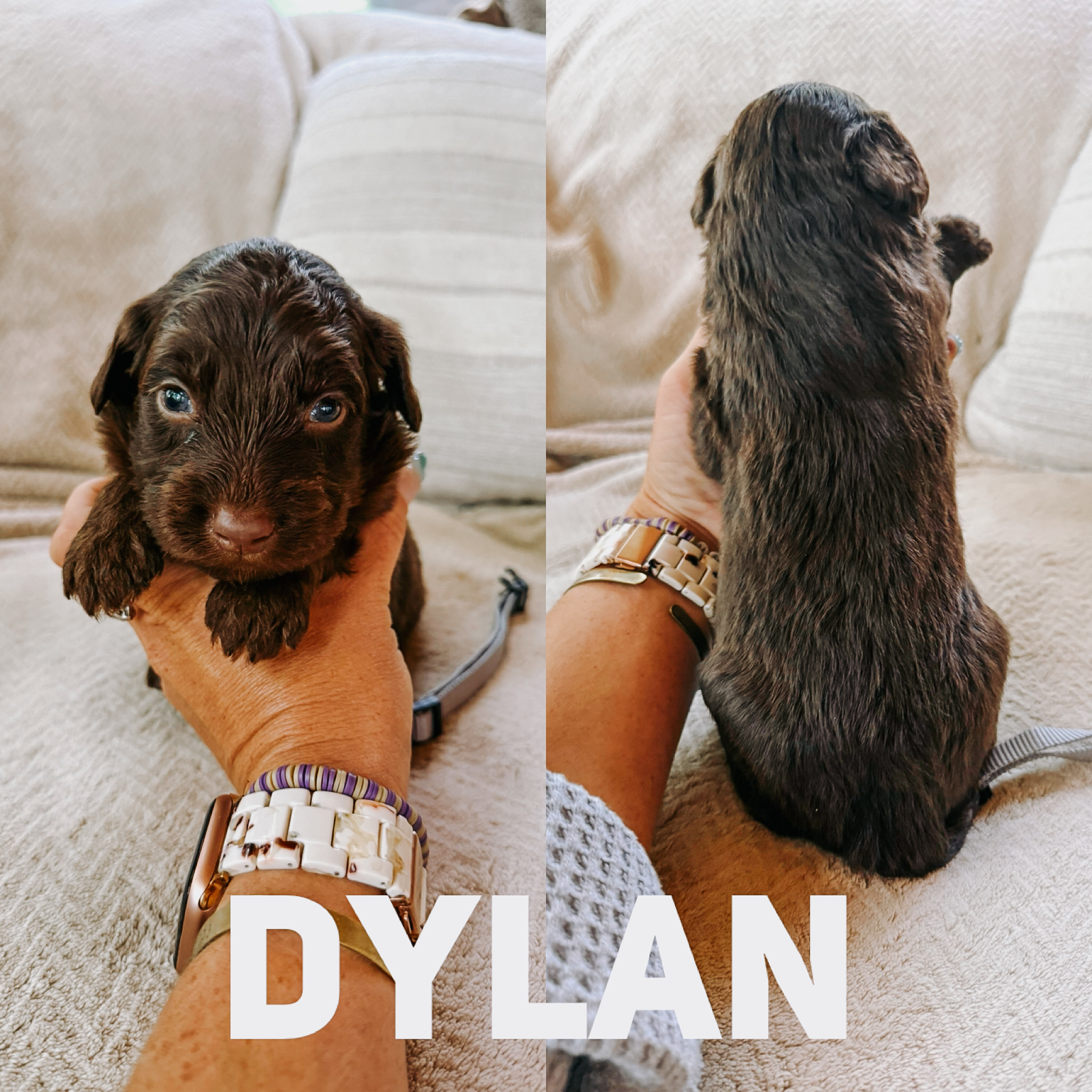 Dylan 1